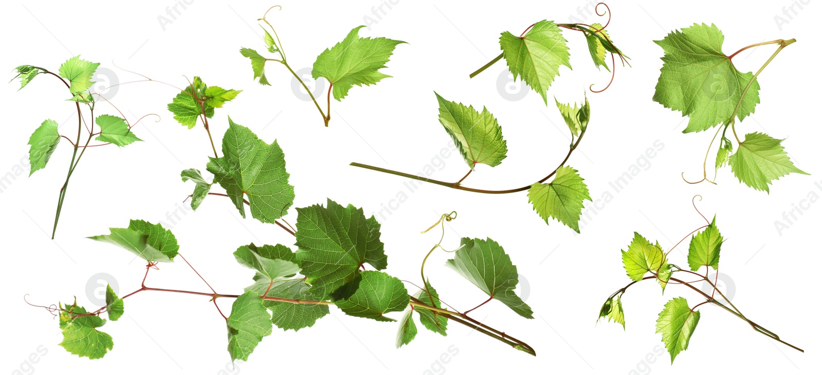 Image of Set of grapevines with green leaves on white background. Banner design