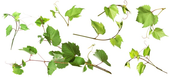 Set of grapevines with green leaves on white background. Banner design