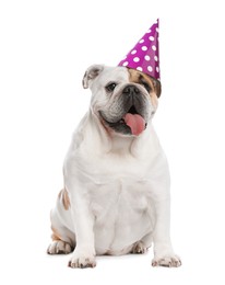 Image of Cute dog with party hat on white background
