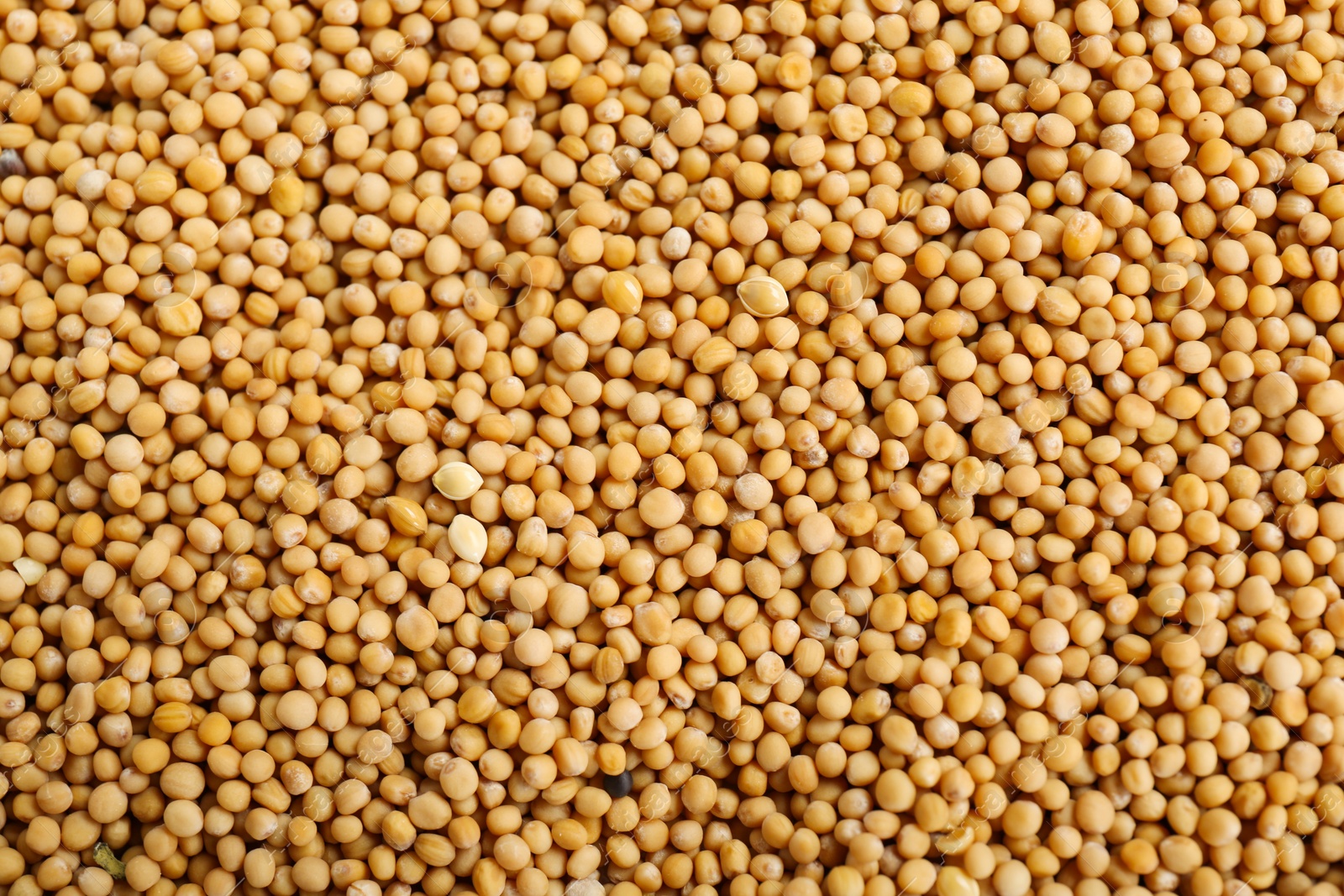 Photo of Aromatic mustard seeds as background, top view