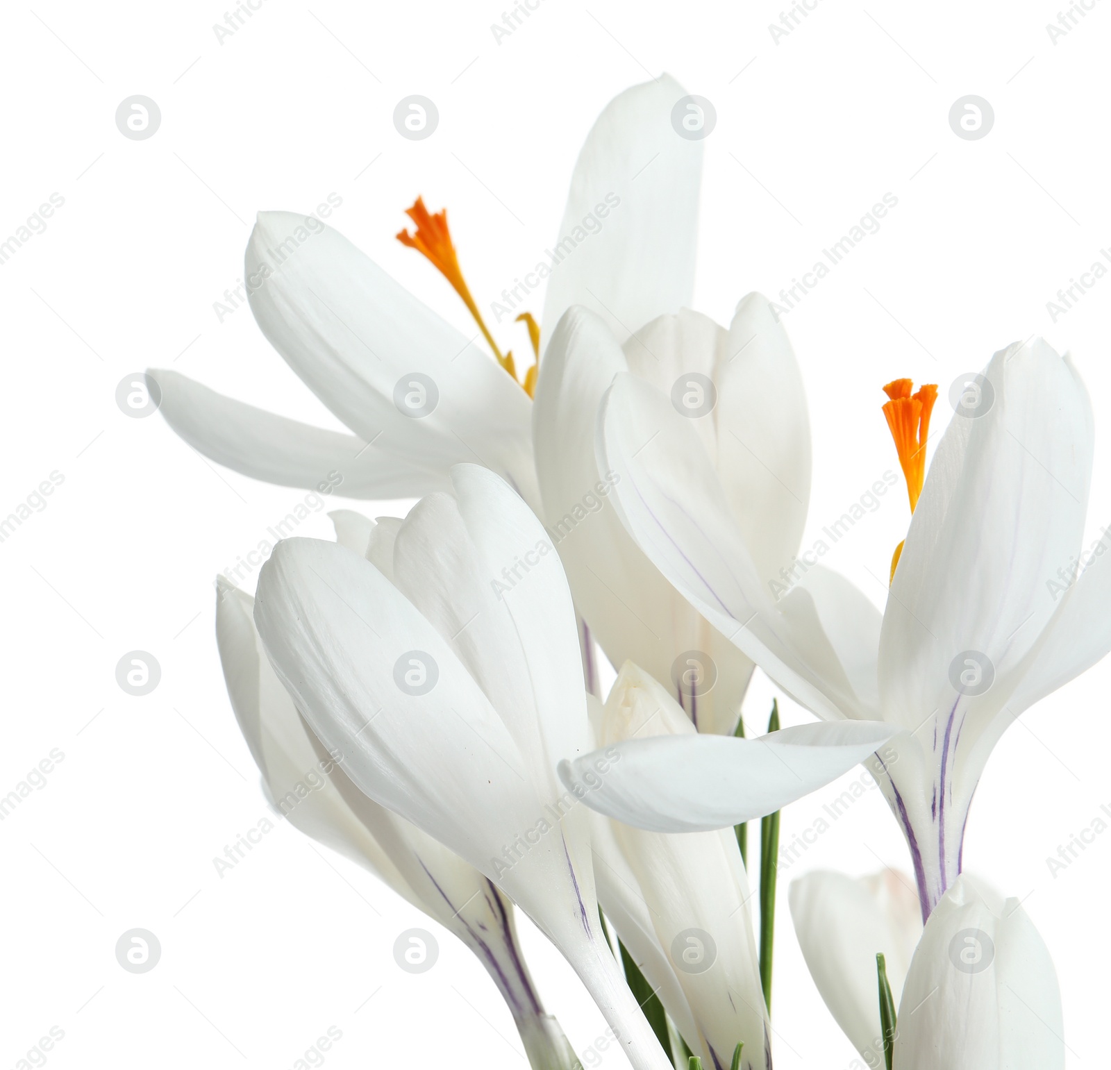 Photo of Beautiful spring crocus flowers on white background