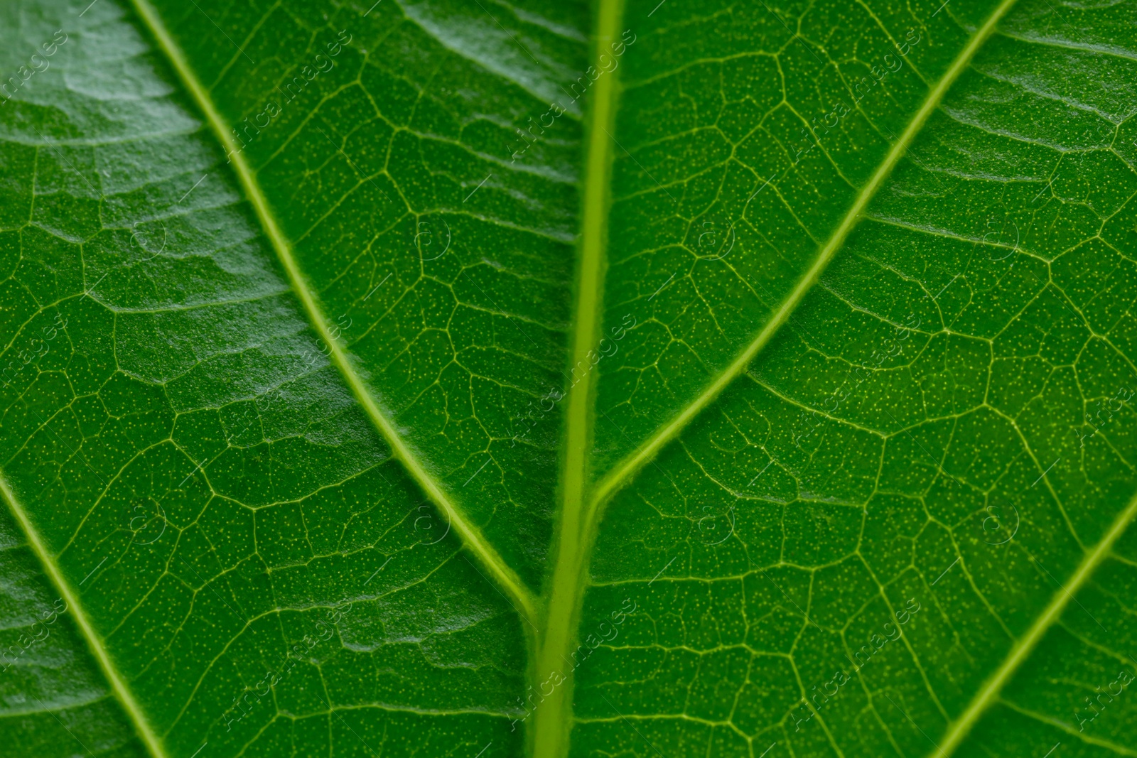 Photo of Macro photo of green leaf as background, top view