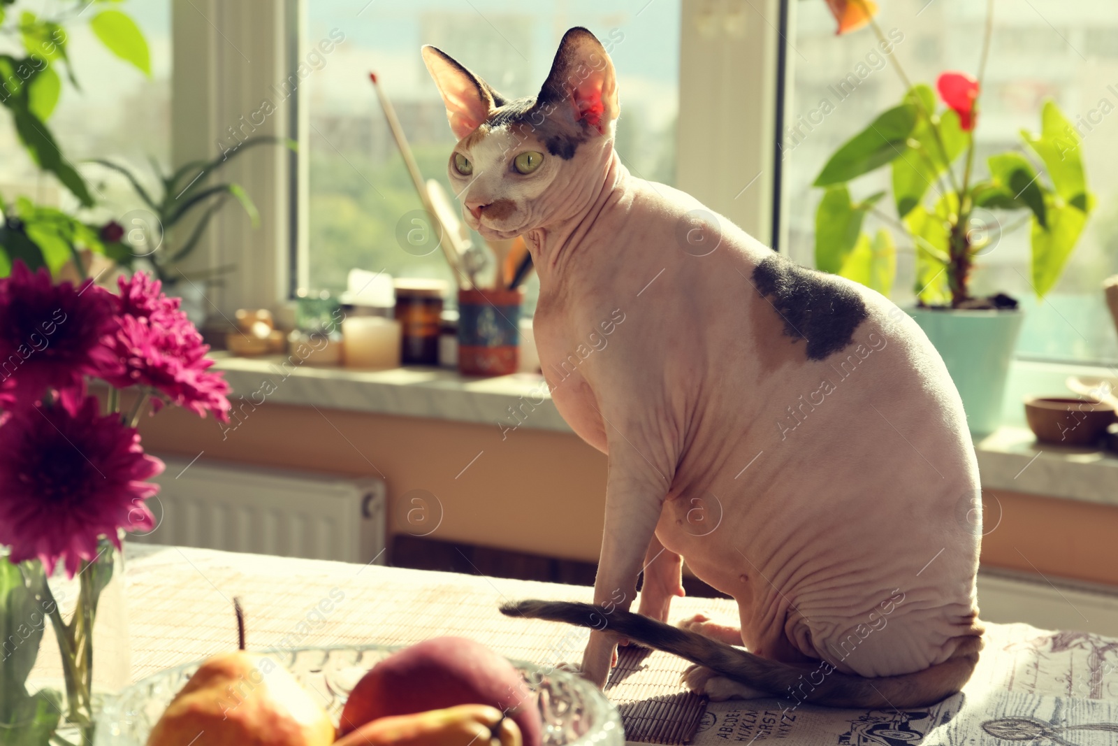 Photo of Beautiful Sphynx cat on table at home. Lovely pet