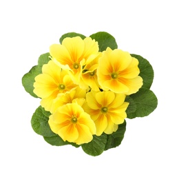 Photo of Beautiful primula (primrose) plant with yellow flowers isolated on white, top view. Spring blossom