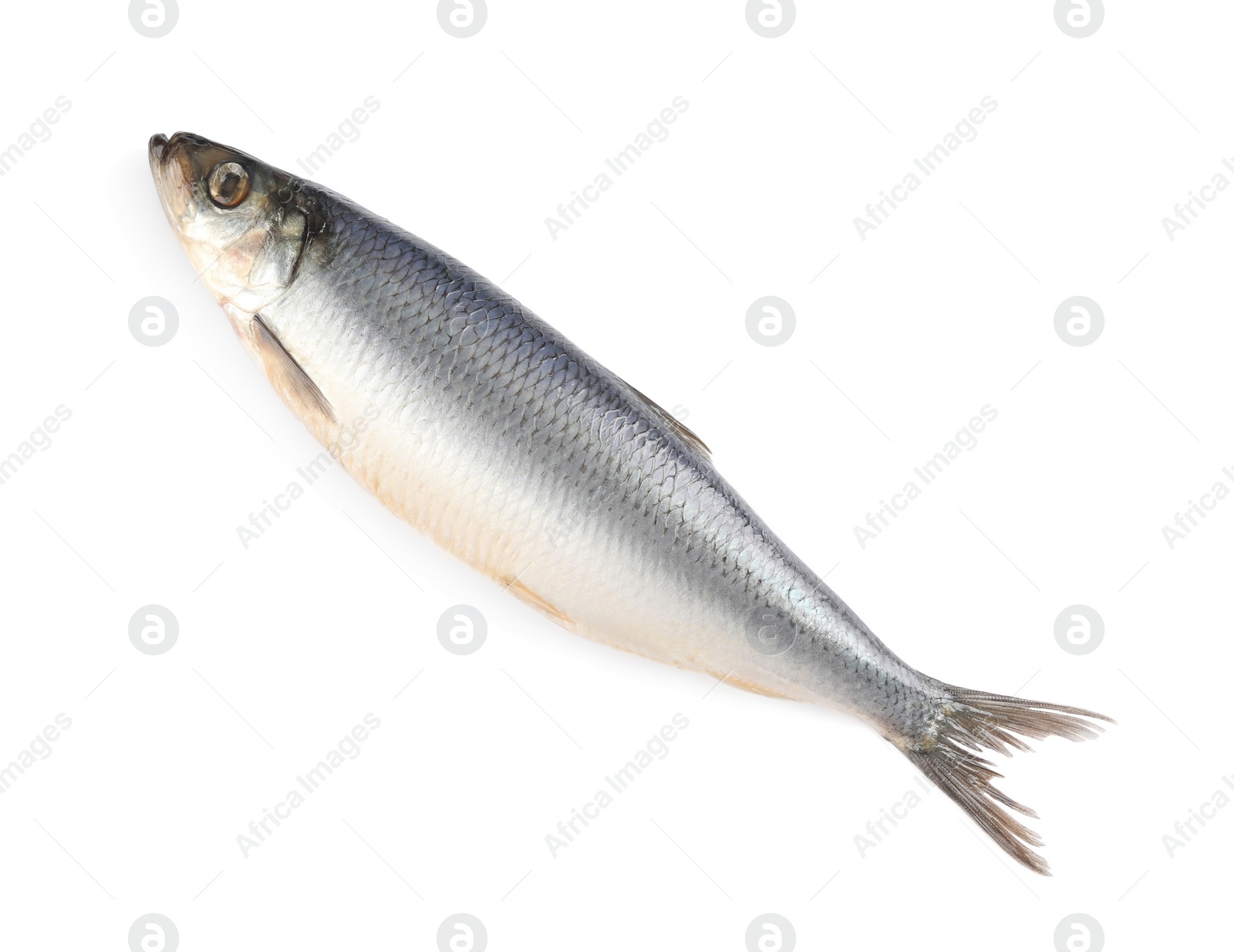 Photo of Whole delicious salted herring isolated on white, top view