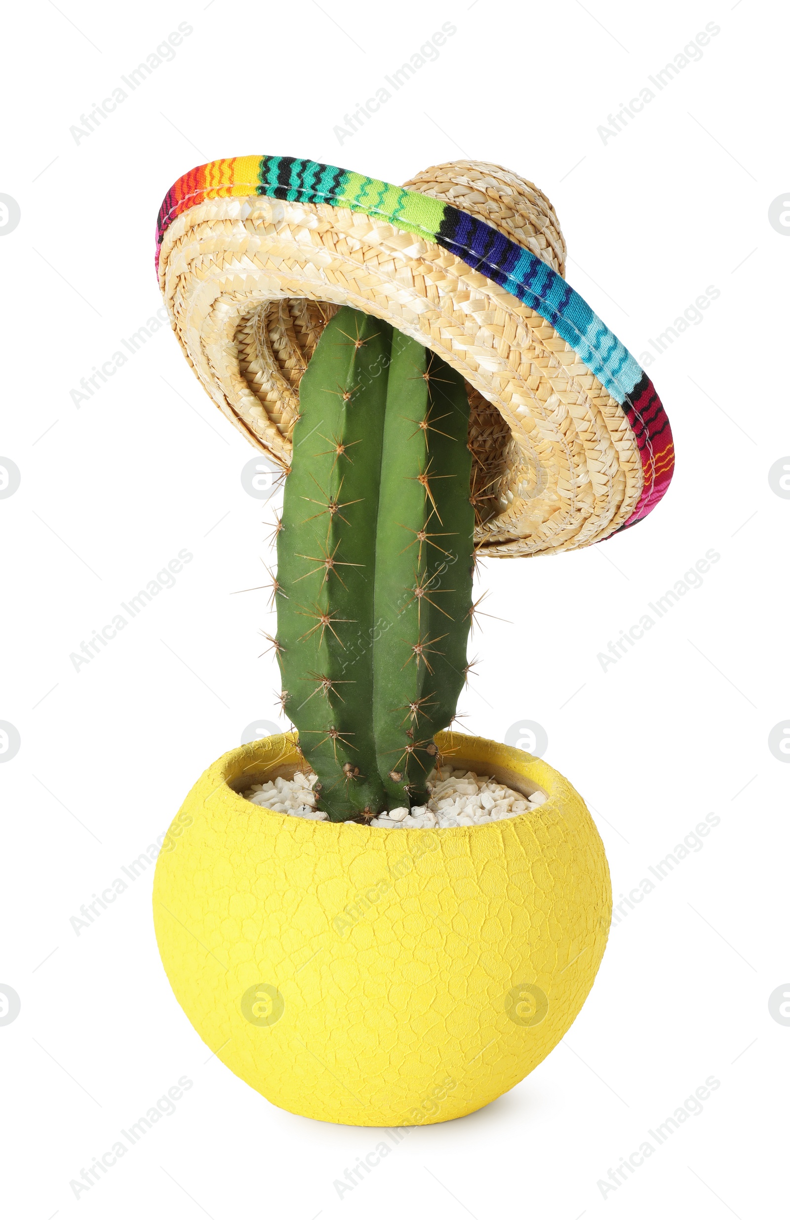 Photo of Cactus with Mexican sombrero hat isolated on white