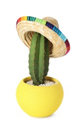 Cactus with Mexican sombrero hat isolated on white