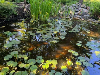 Plants growing near beautiful pond outdoors on summer day