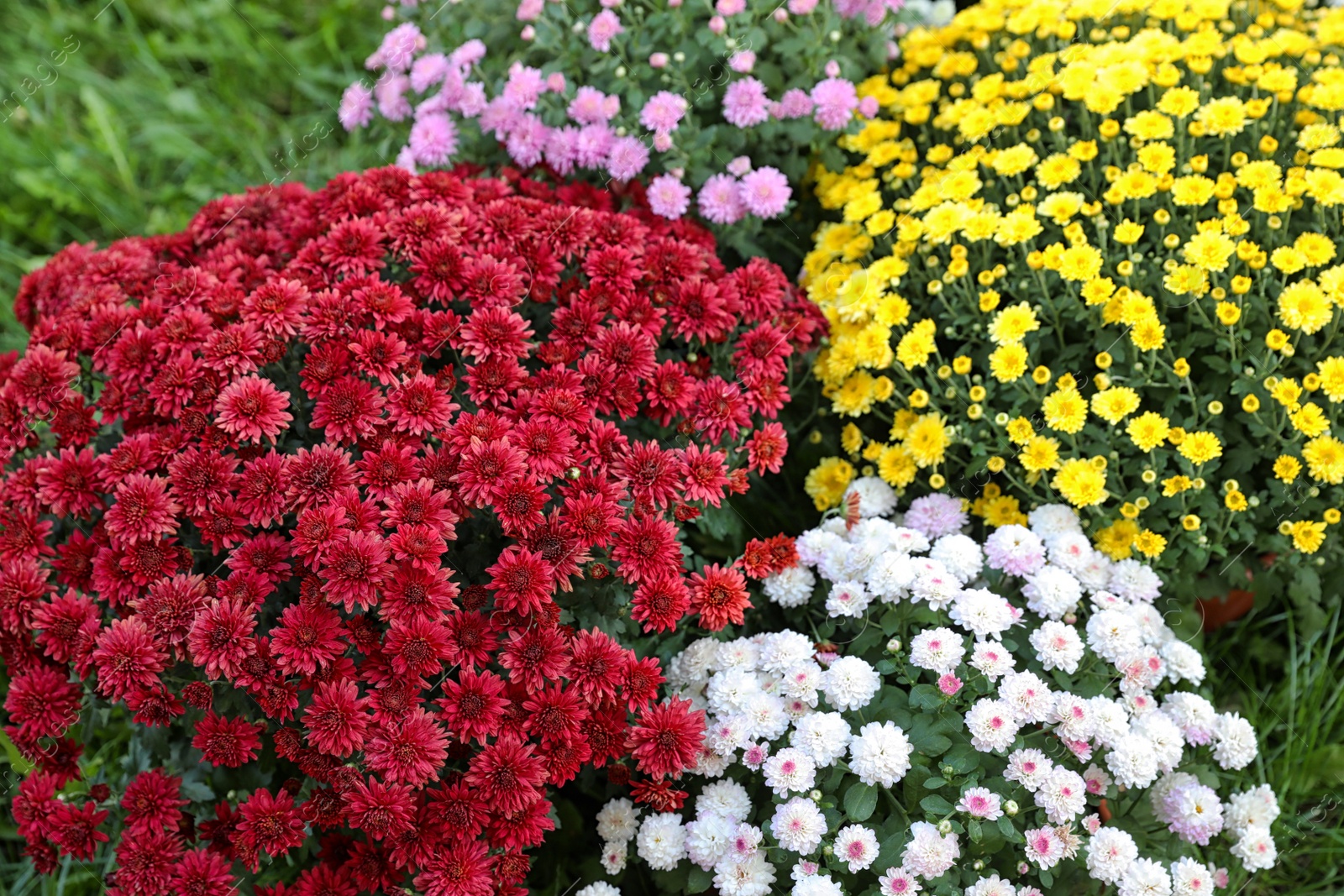 Photo of Beautiful blooming Chrysanthemum bushes outdoors. Autumn flowers