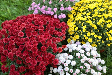 Beautiful blooming Chrysanthemum bushes outdoors. Autumn flowers