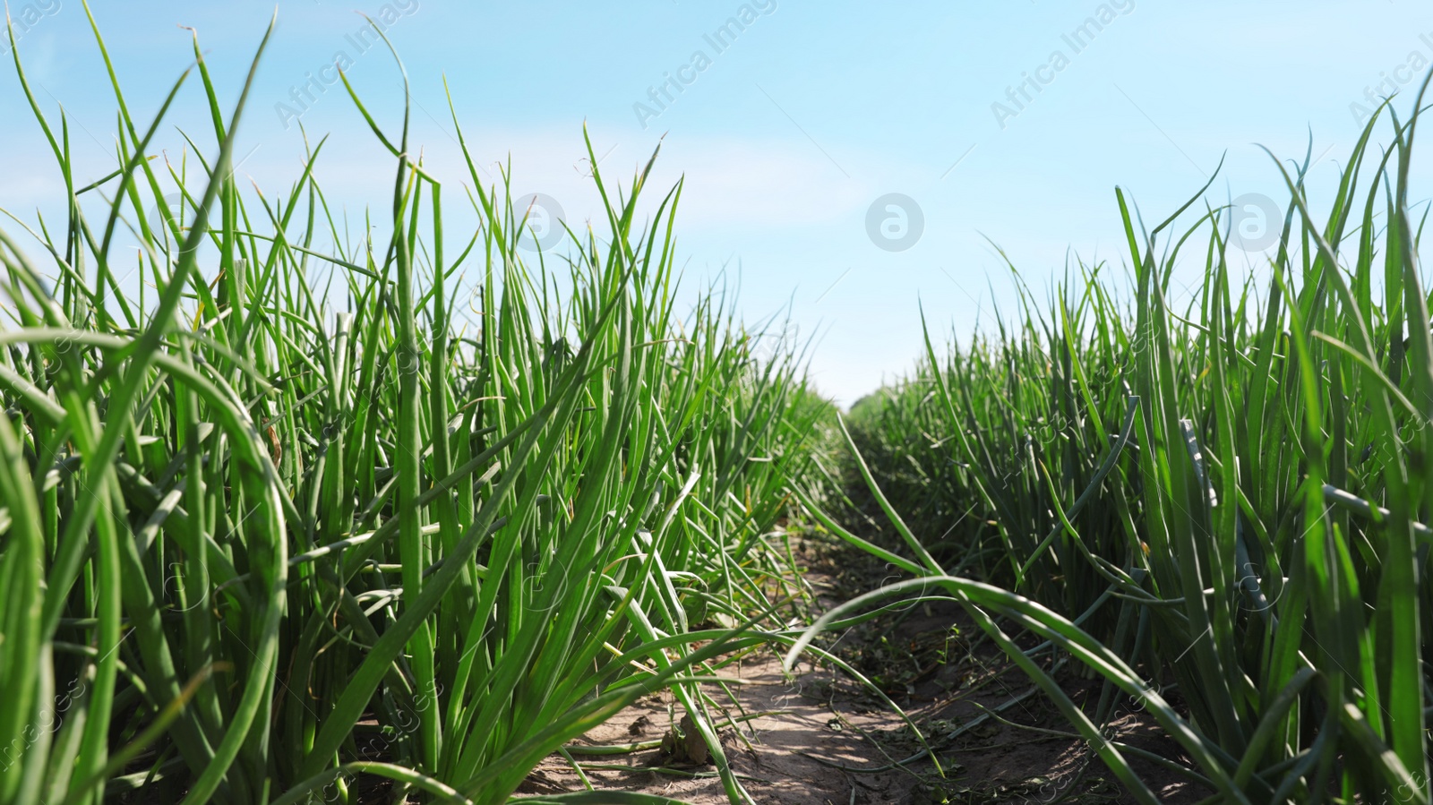 Photo of Young green onions in field on sunny day