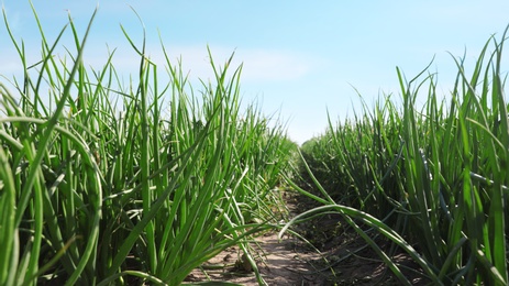 Young green onions in field on sunny day