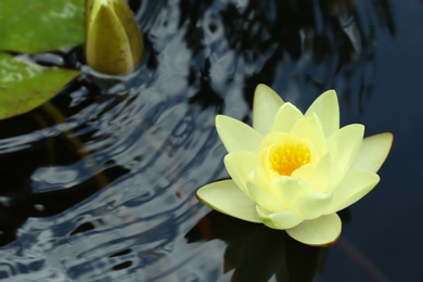 Photo of Beautiful blooming white lotus flower in pond