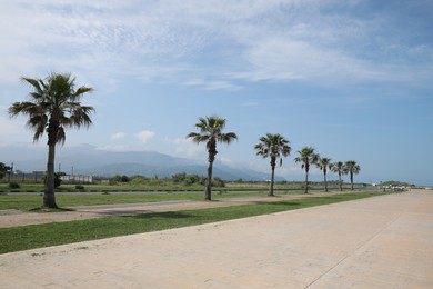 Beautiful view of tropical palm trees on sunny day