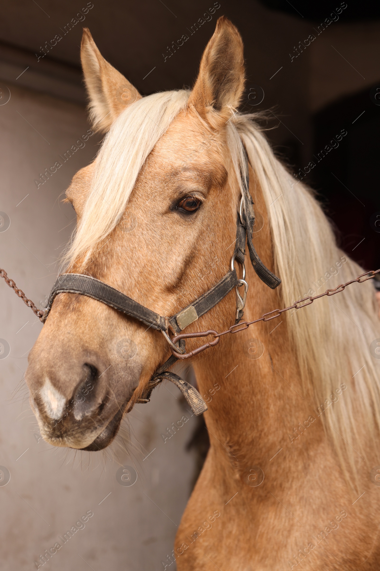 Photo of Adorable horse with bridles in stable. Lovely domesticated pet