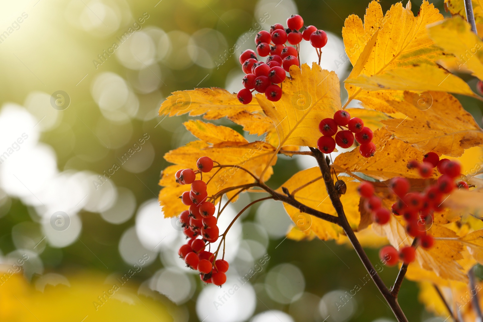 Photo of Rowan tree branch with red berries outdoors, closeup. Space for text