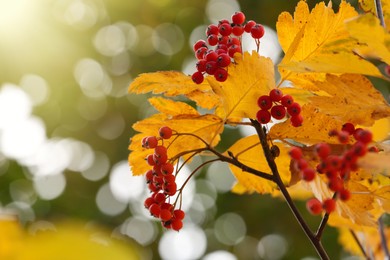 Rowan tree branch with red berries outdoors, closeup. Space for text