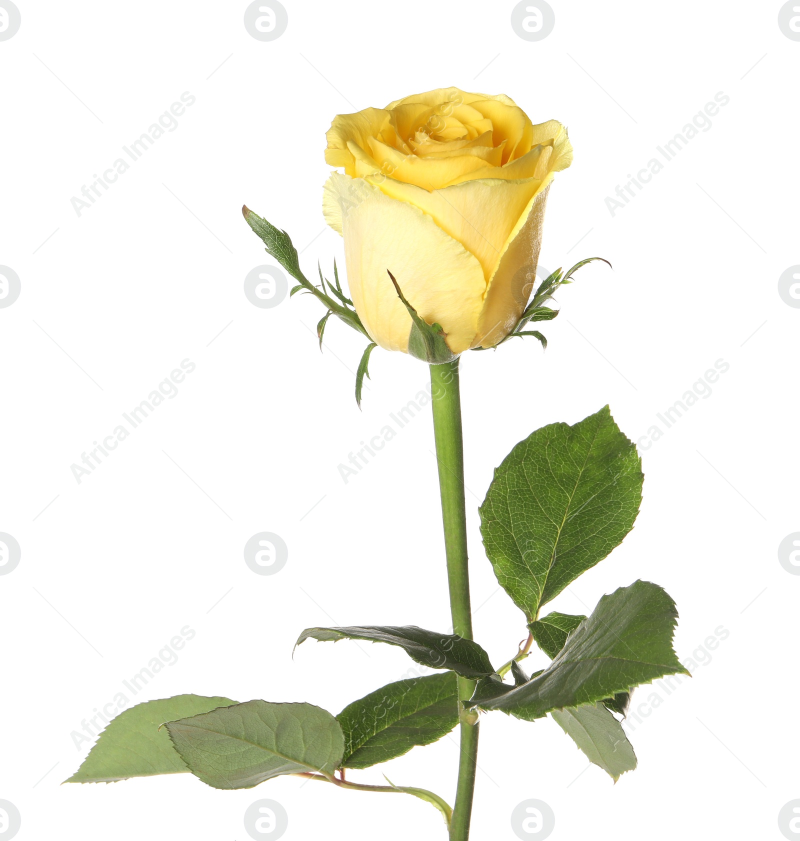 Photo of One beautiful yellow rose isolated on white