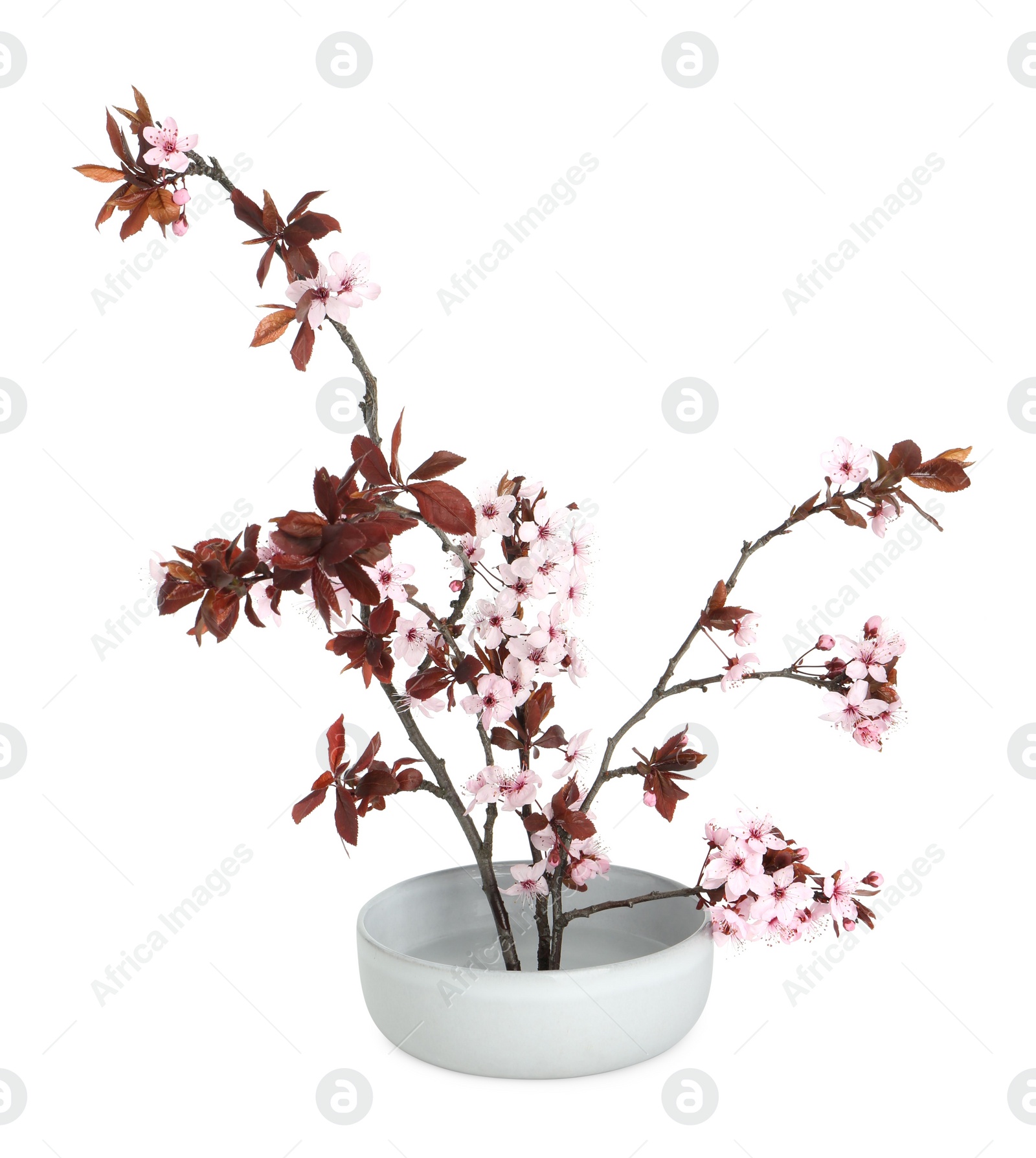 Photo of Spring season. Composition with beautiful blossoming tree branches isolated on white