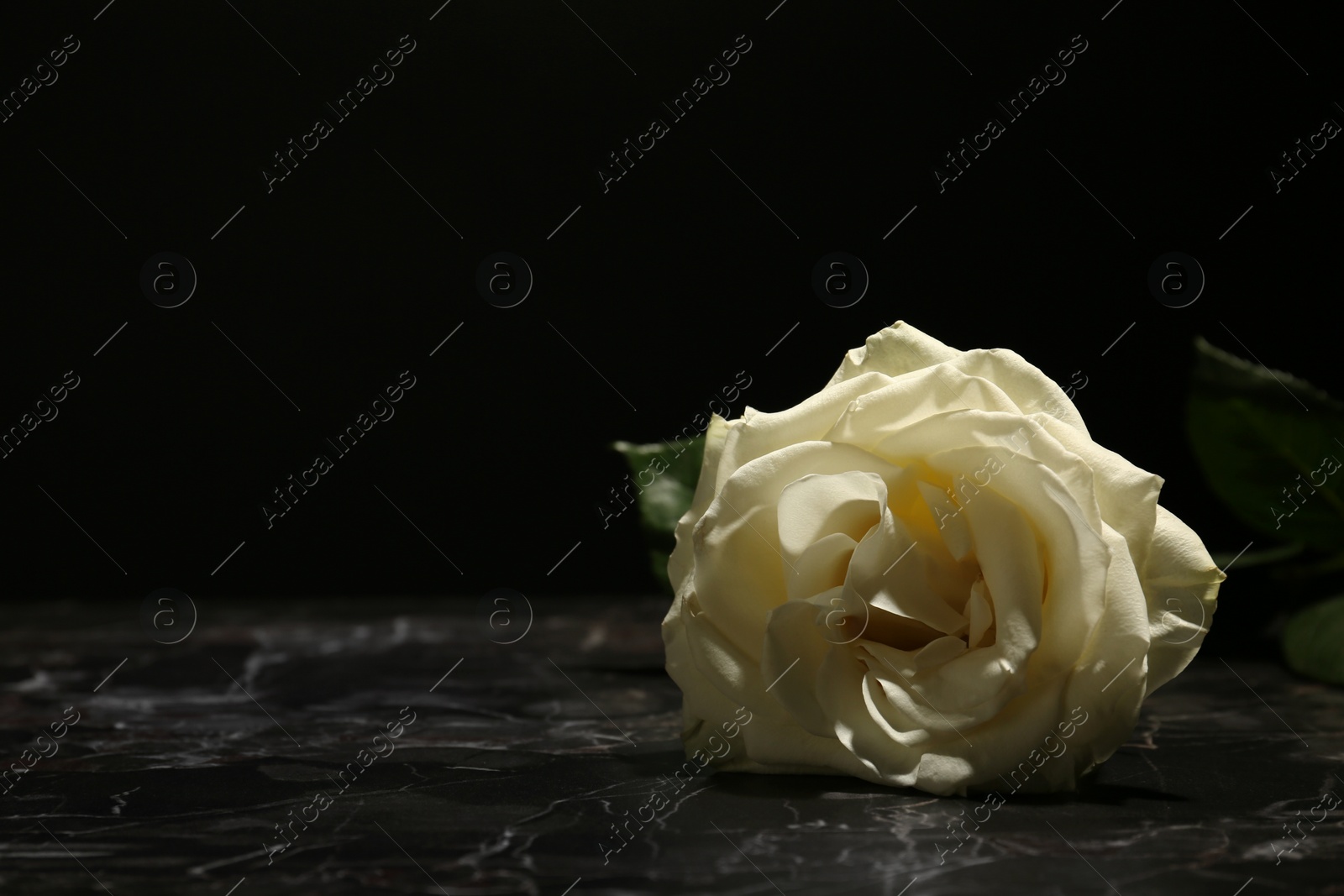 Photo of Beautiful white rose on table against black background. Funeral symbol