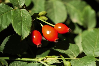Photo of Rose hip bush with ripe red berries outdoors, closeup