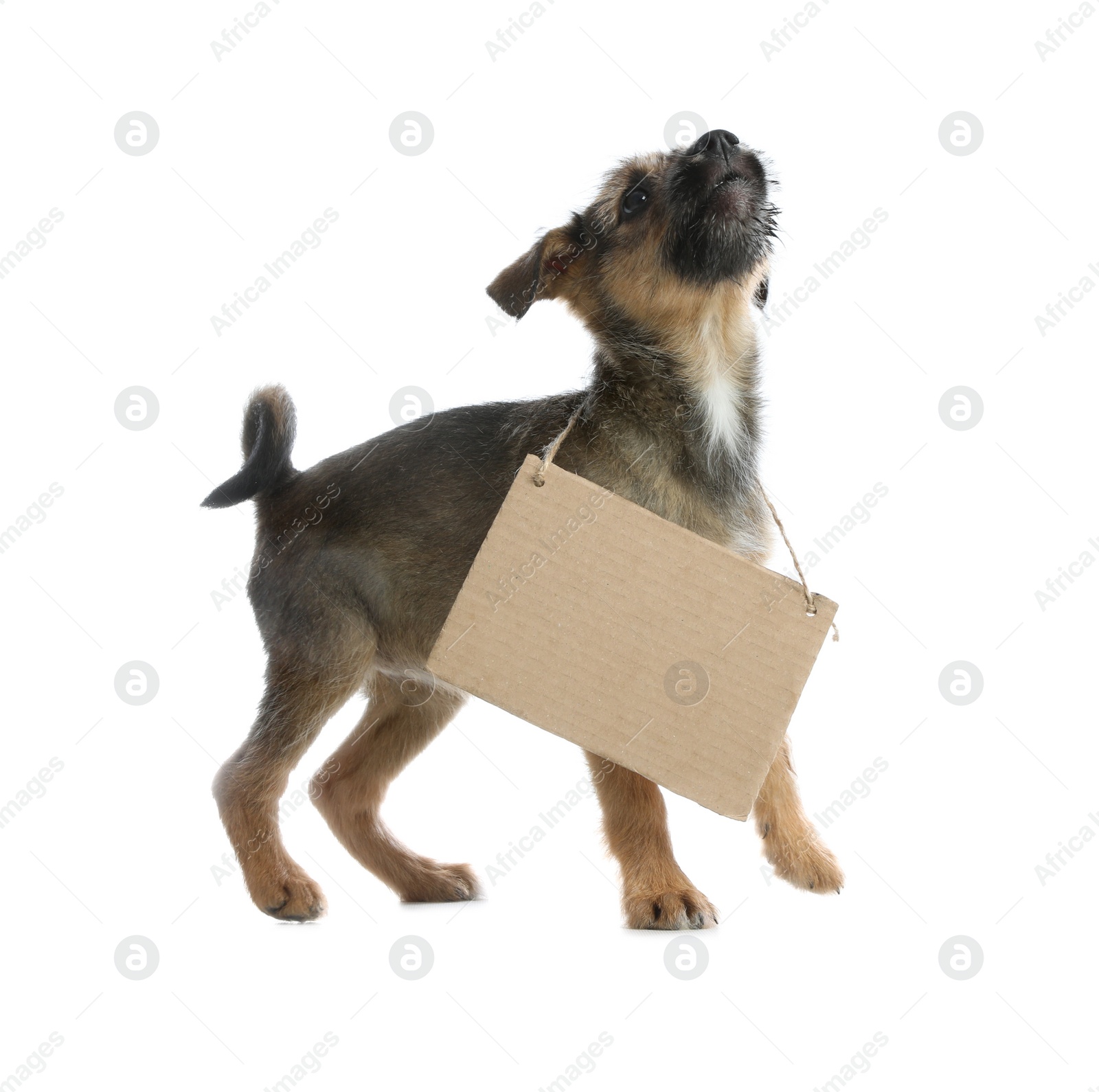 Photo of Cute little dog with blank cardboard sign on white background. Homeless pet