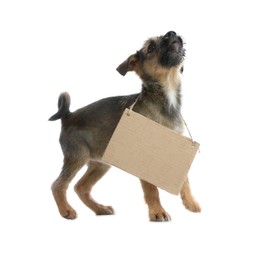 Photo of Cute little dog with blank cardboard sign on white background. Homeless pet