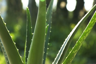 Closeup view of beautiful aloe vera plant outdoors on sunny day