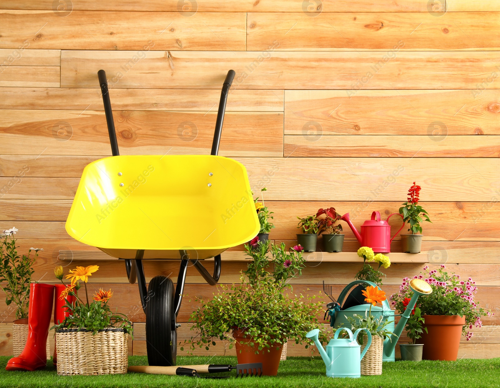 Photo of Wheelbarrow with gardening tools and flowers near wooden wall