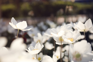 Photo of Beautiful blossoming Japanese anemone flowers outdoors on spring day