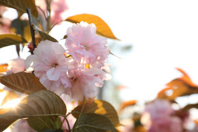 Blossoming pink sakura tree outdoors on spring day, closeup