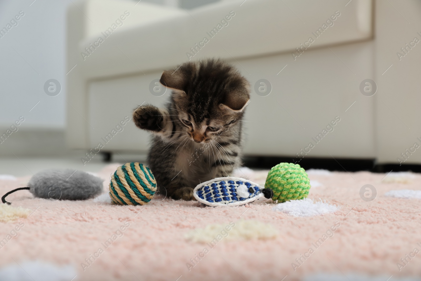 Photo of Little kitten playing with toys at home
