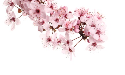 Sakura tree branch with beautiful pink blossoms isolated on white