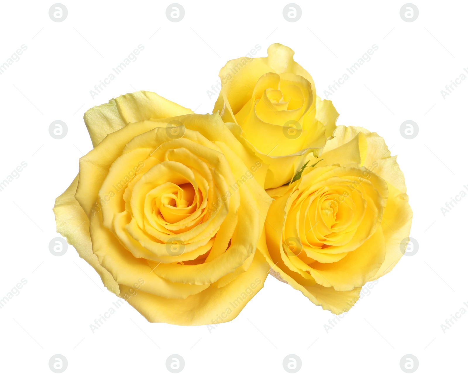 Photo of Beautiful fresh yellow roses isolated on white