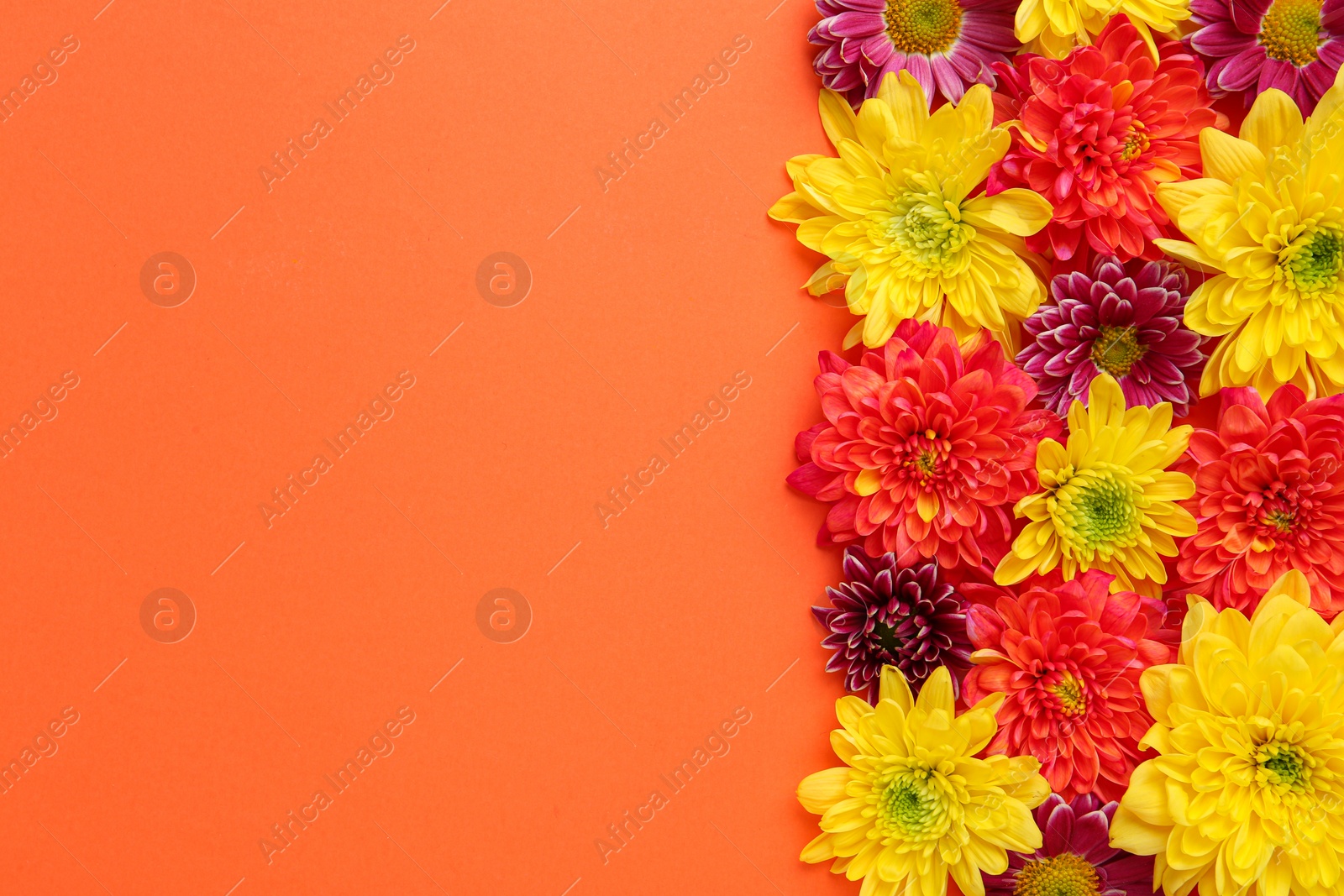 Photo of Beautiful chrysanthemum flowers on orange background, flat lay. Space for text