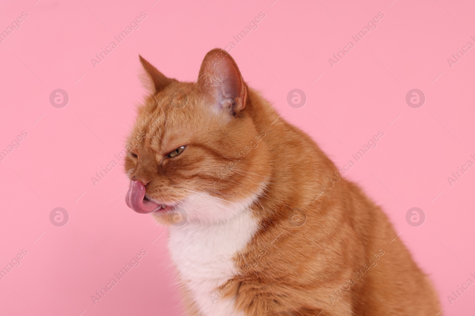 Photo of Cute cat licking itself on pink background