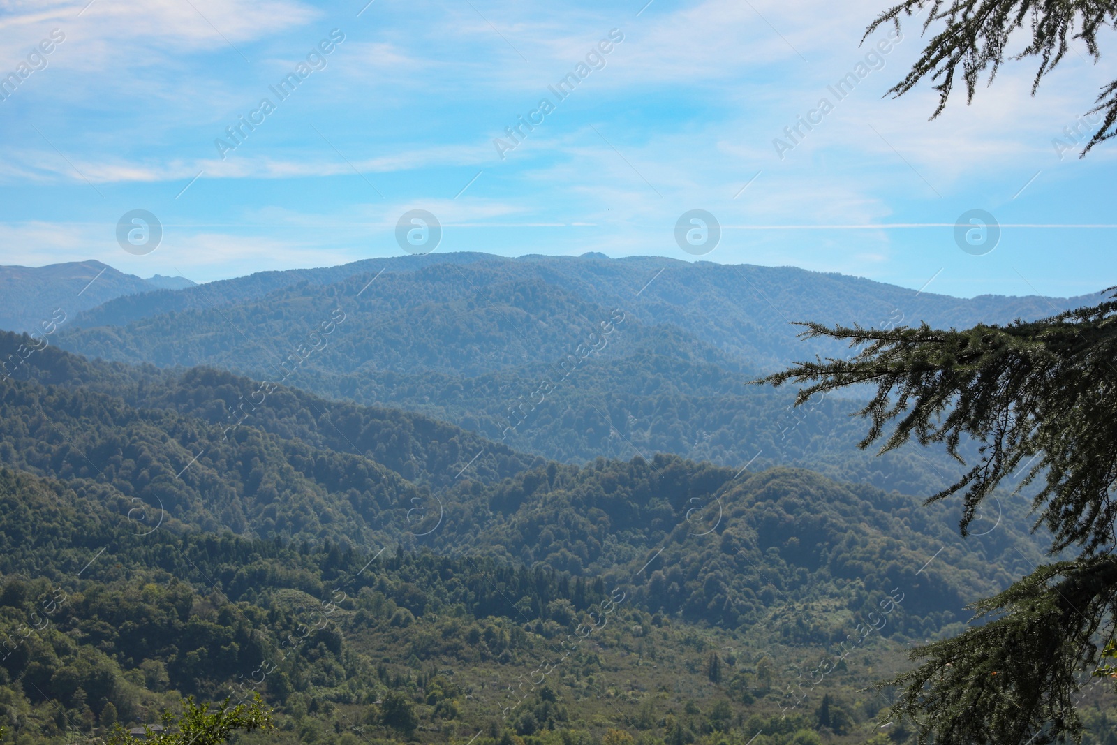 Photo of Beautiful mountain landscape with forest on sunny day