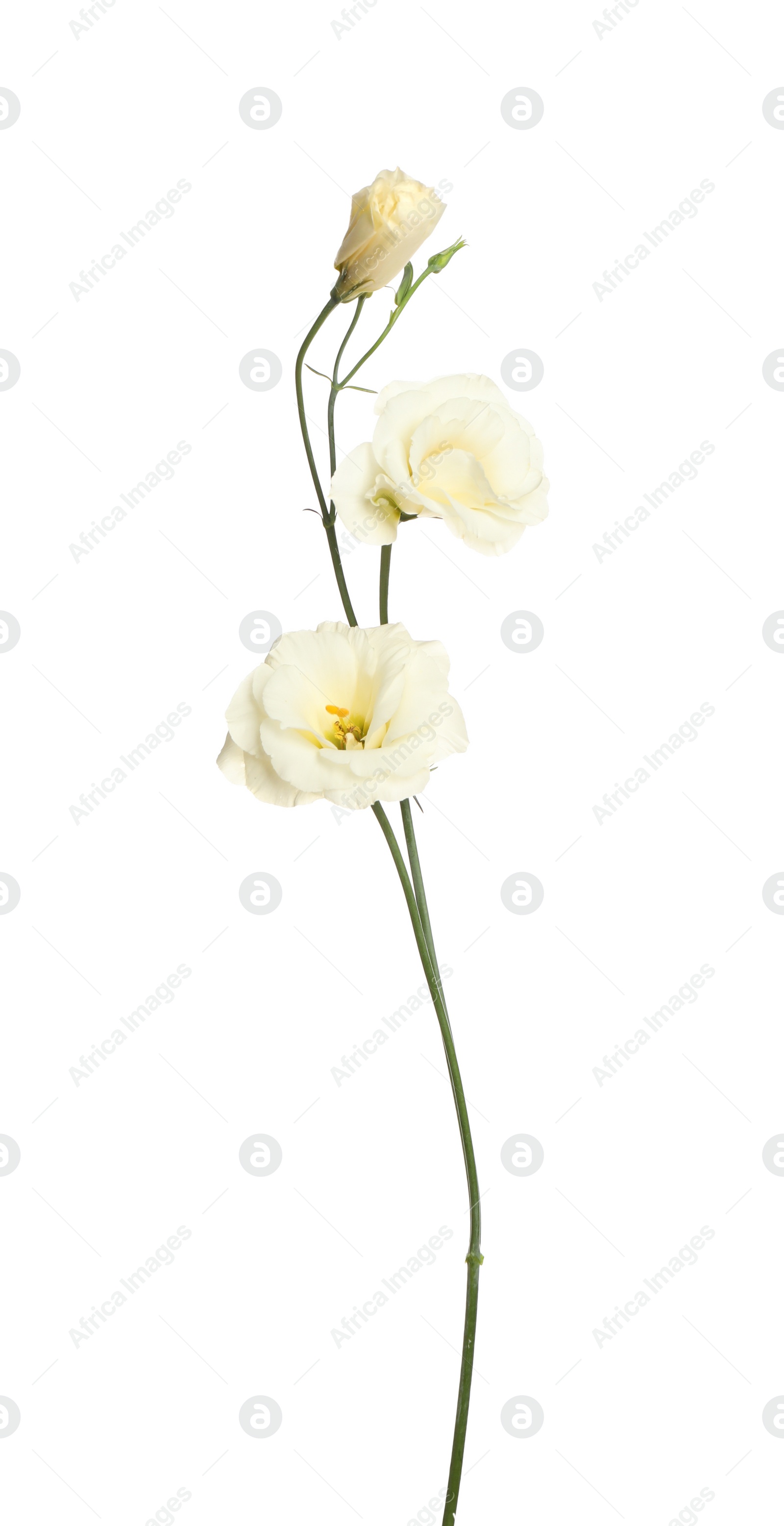 Photo of Beautiful fresh Eustoma flowers isolated on white