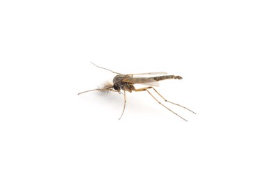 Photo of Closeup view of mosquito on white background