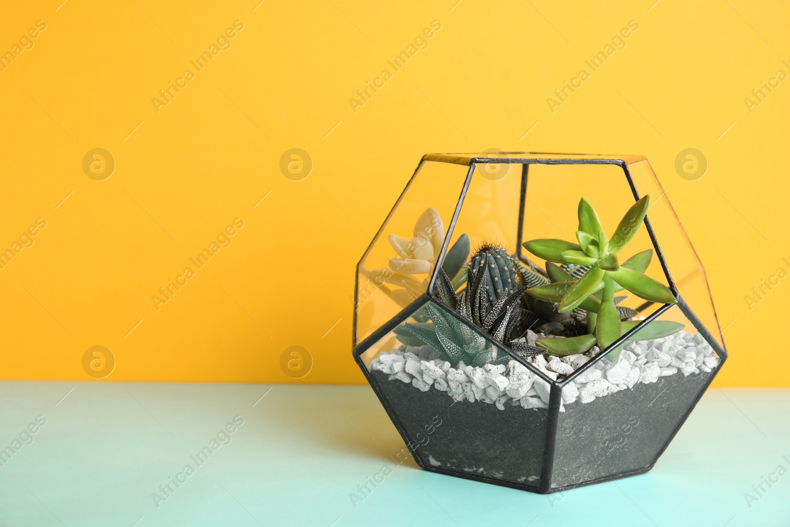 Photo of Glass florarium with different succulents on color background, space for text