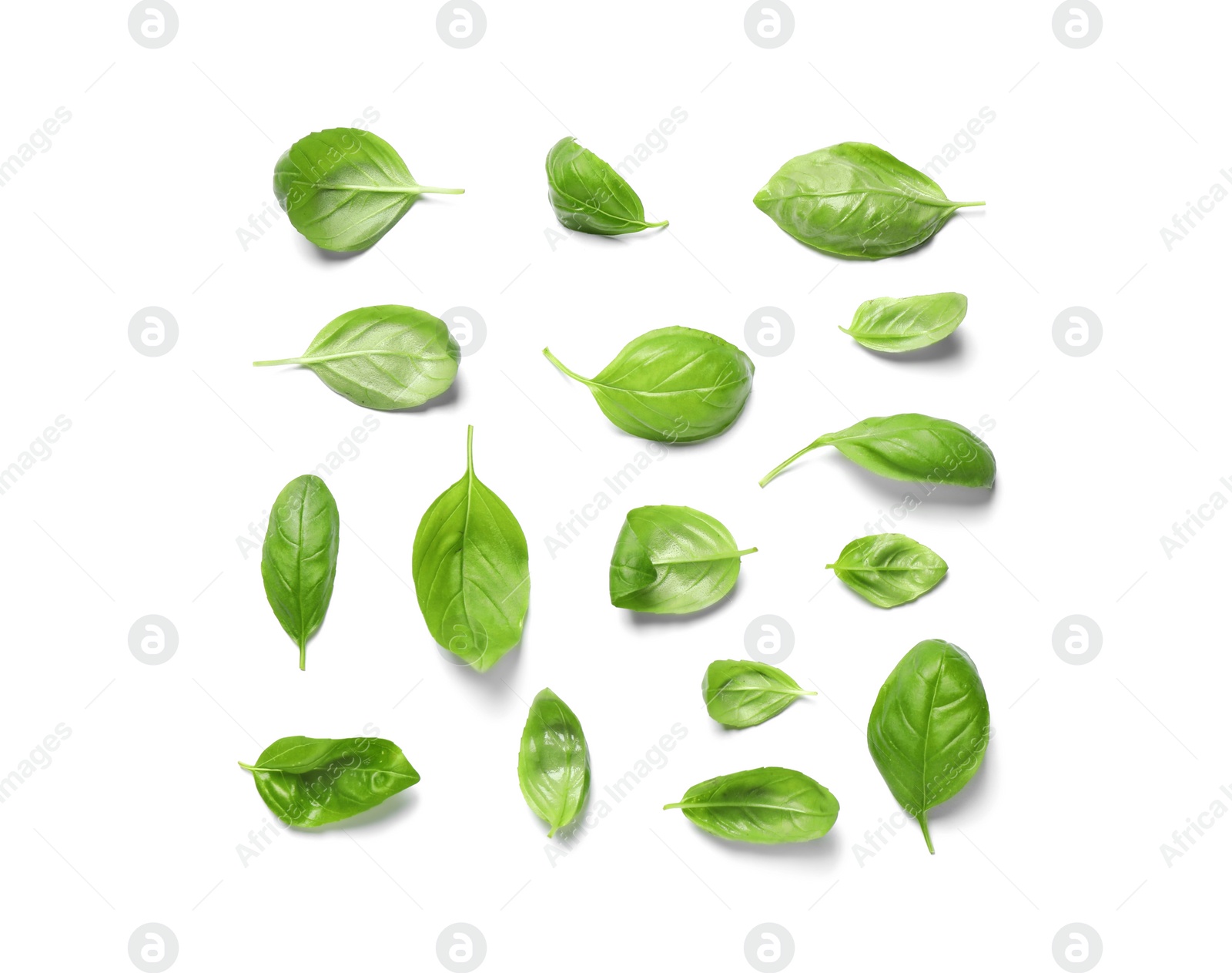 Photo of Fresh green basil leaves on white background, top view