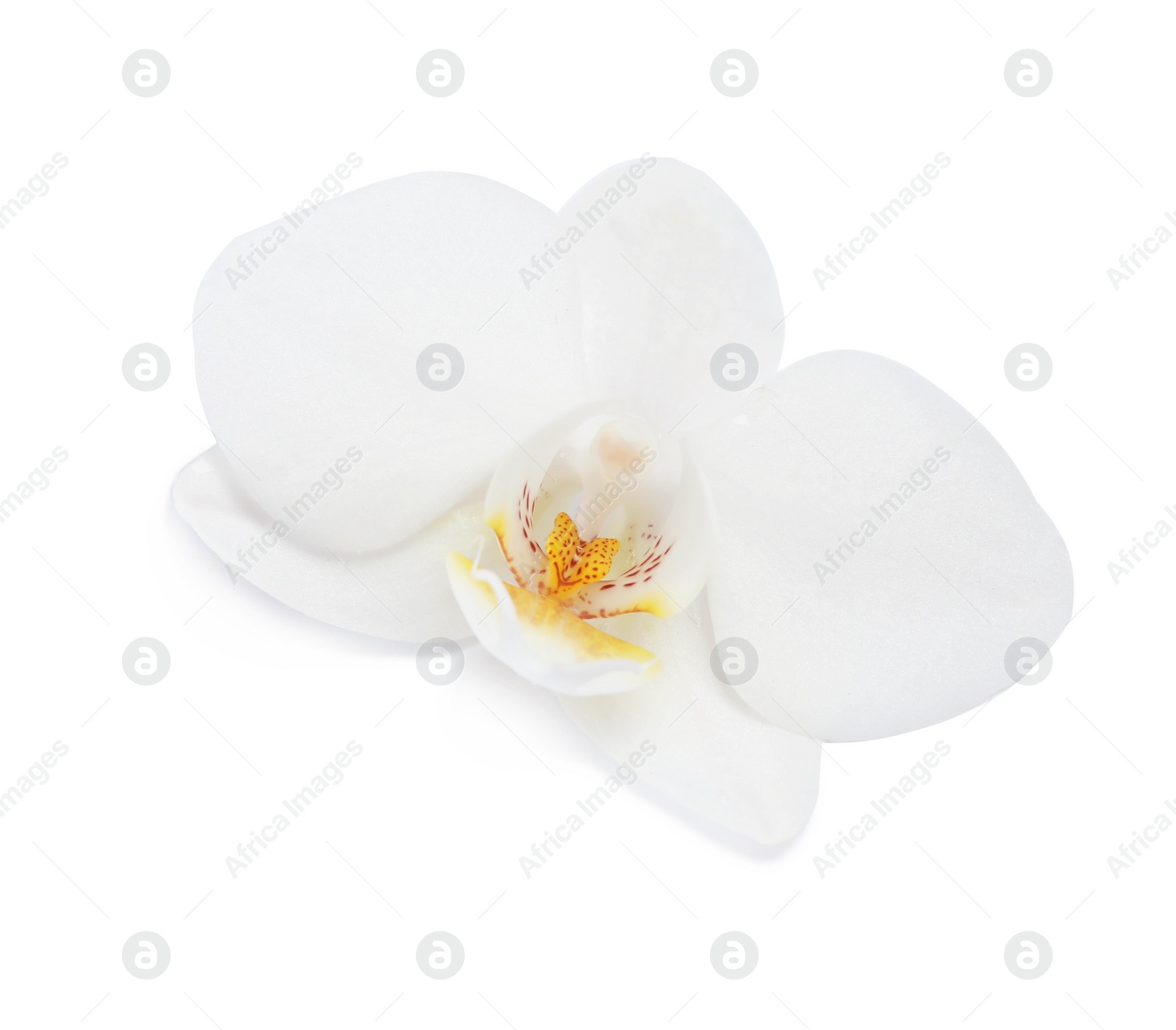 Photo of Beautiful orchid flower on white background. Tropical plant