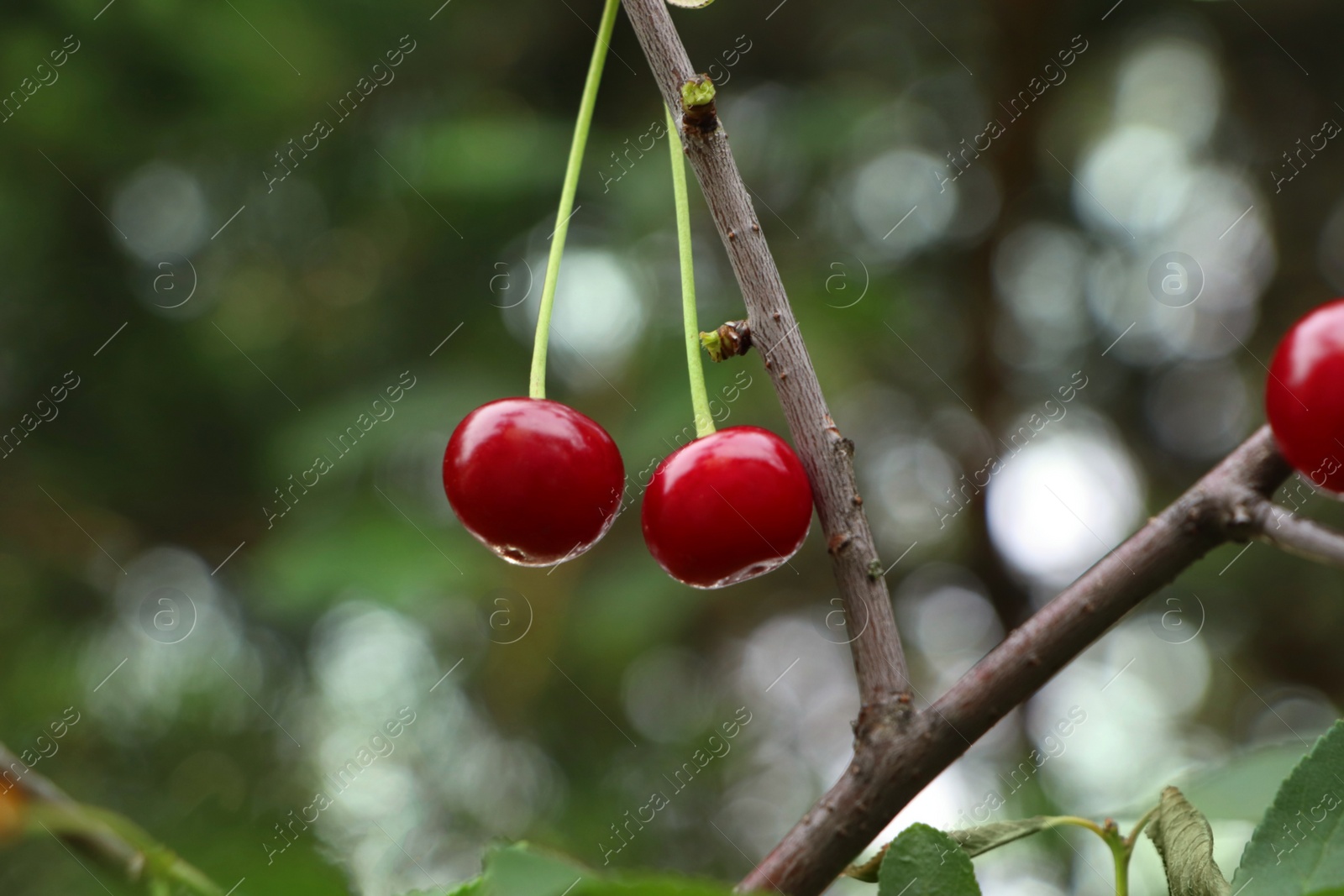 Photo of Closeup view of cherry tree with ripe red berries outdoors