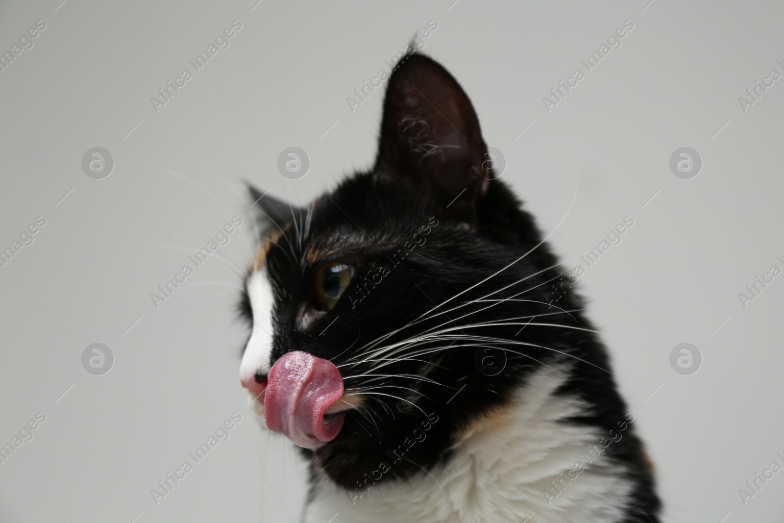 Photo of Cute calico cat on light grey background
