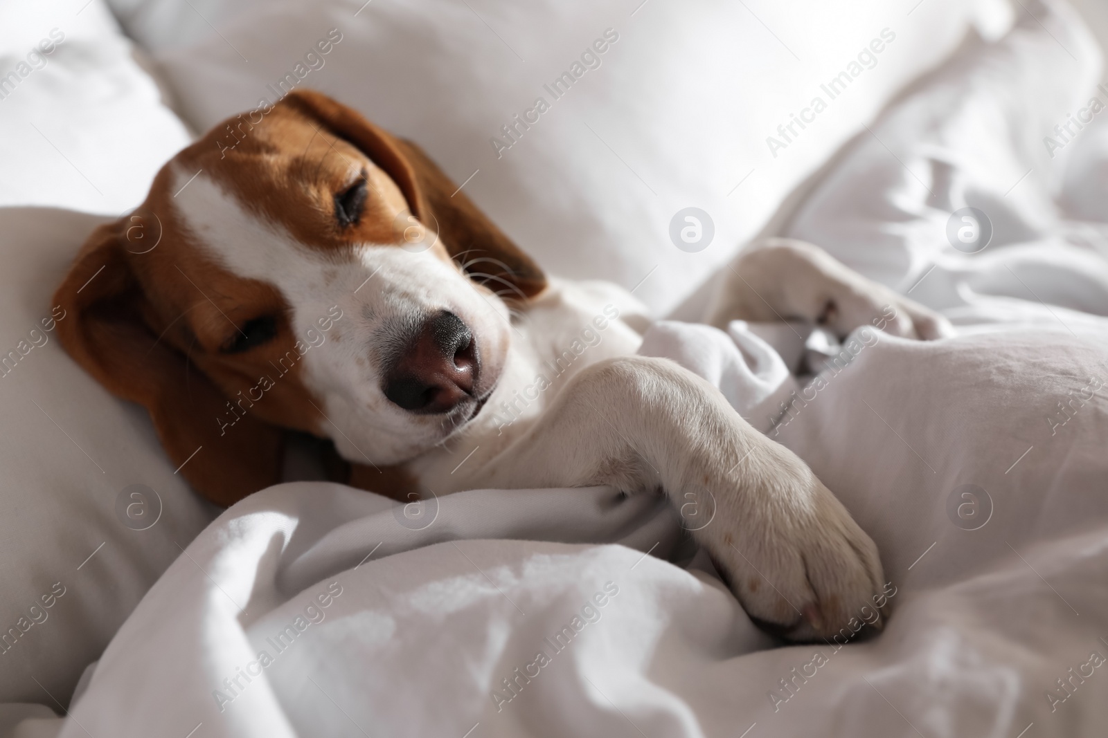 Photo of Cute Beagle puppy sleeping in bed. Adorable pet