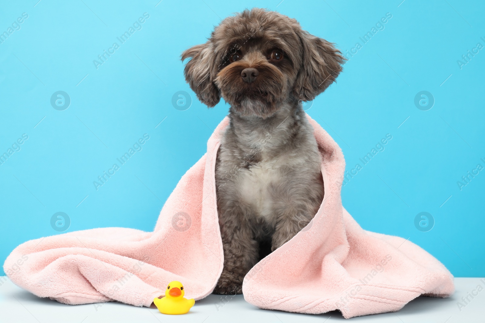 Photo of Cute Maltipoo dog wrapped in towel and bath duck on light blue background. Lovely pet