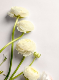 Photo of Beautiful ranunculus flowers on white background