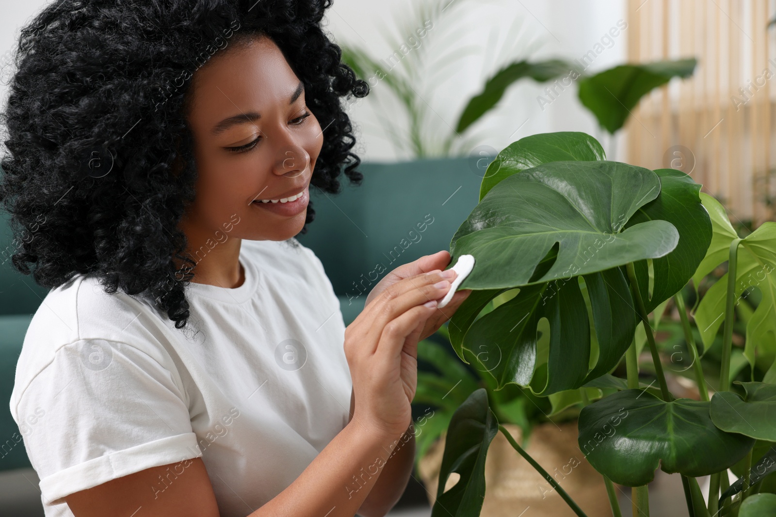 Photo of Houseplant care. Woman wiping beautiful monstera leaves indoors