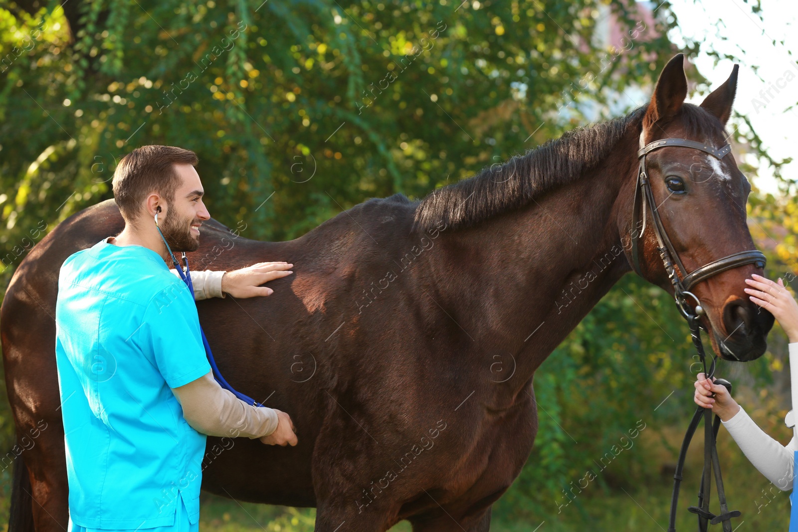 Photo of Veterinarian in uniform examining beautiful brown horse outdoors