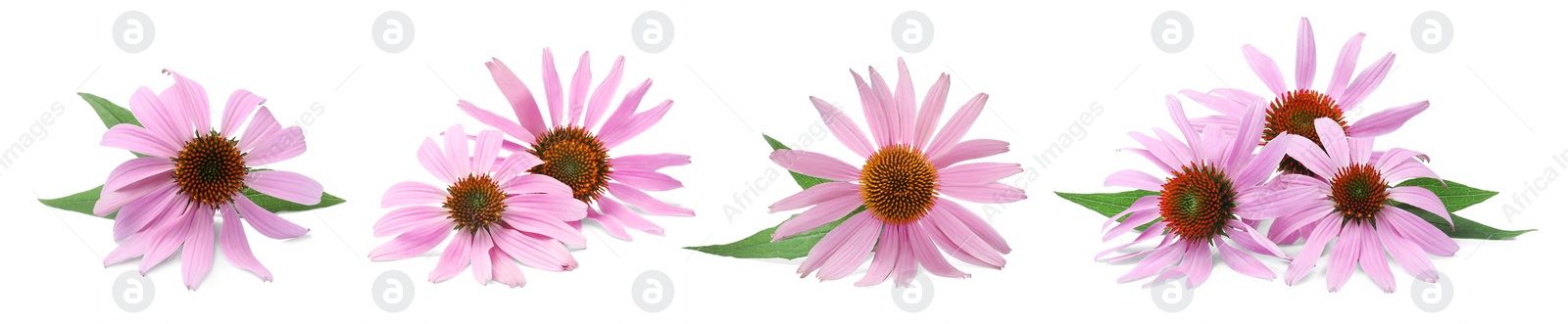 Image of Set with beautiful echinacea flowers on white background. Banner design